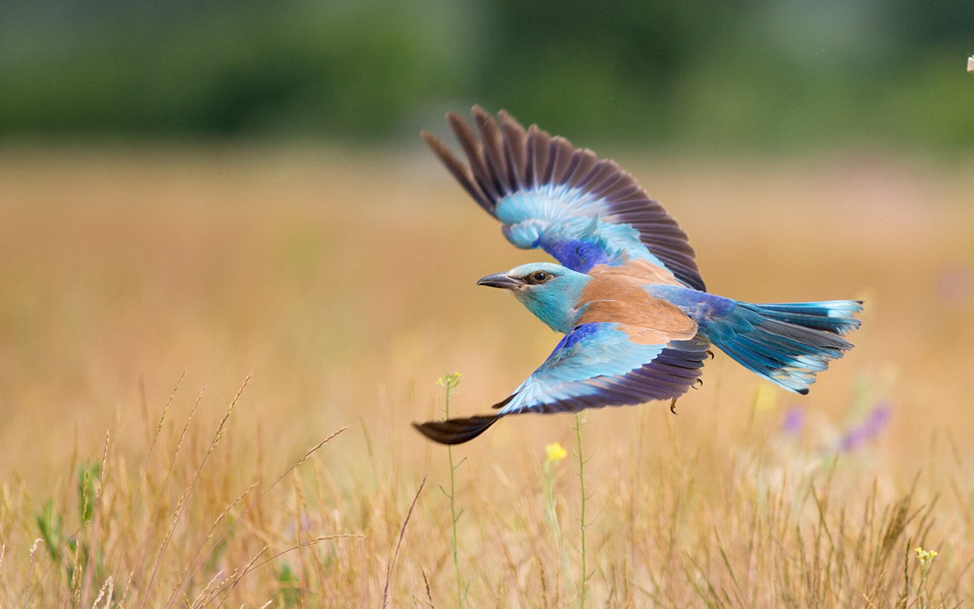 乐鱼体育-史密斯起跳反应制胜 澳中队紧随其后，史密斯跳车
