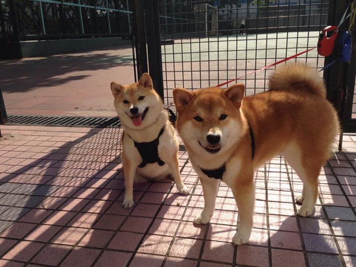 乐鱼体育-新加坡队的稳定表现：国际乒联混合团体世界杯赛场策略，新加坡乒乓球世界排名