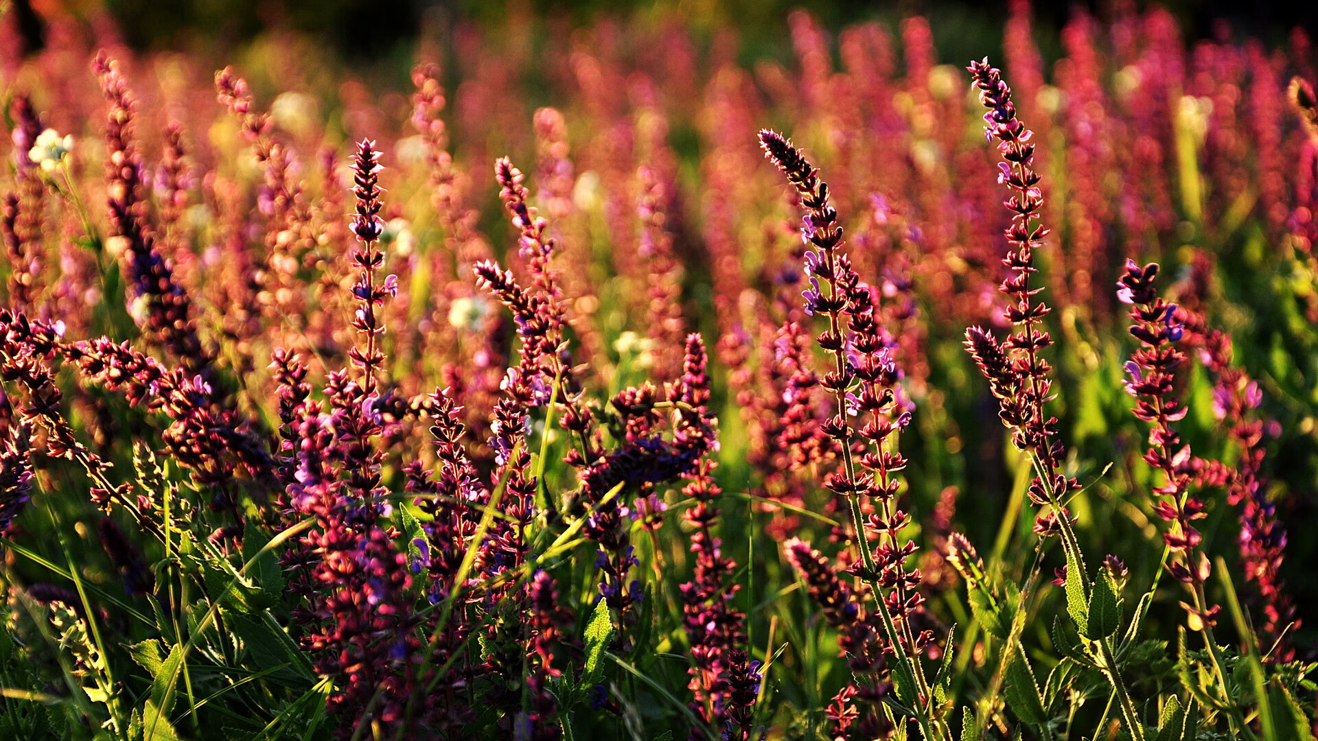 美国队在国际乒联混合团体世界杯中的团队配合与个人突破，乒乓球 美国队