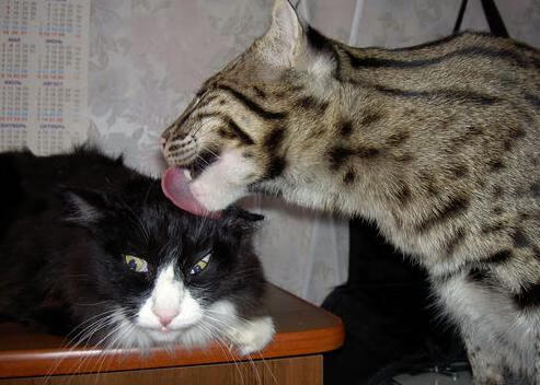 体育道德引发广泛讨论,论体育道德的重要性