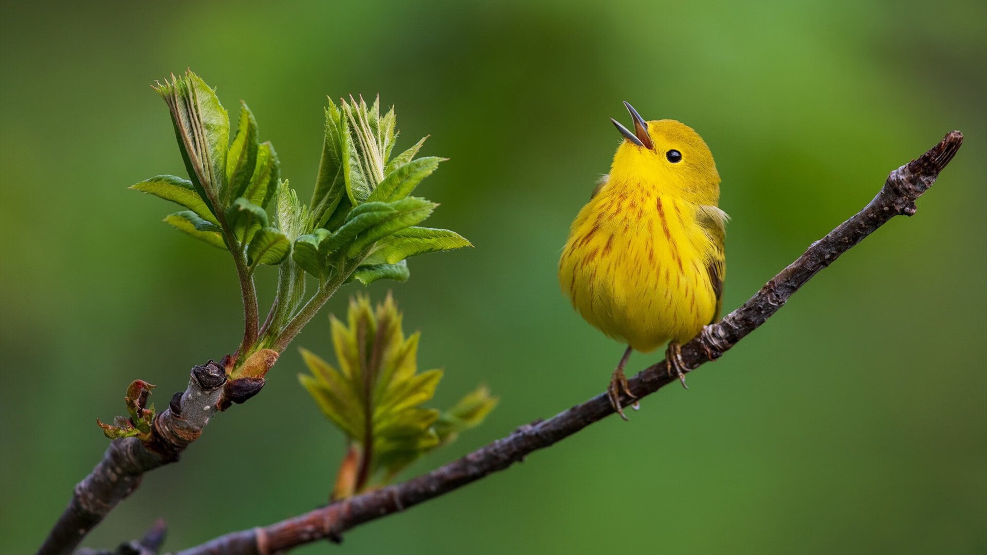 Leyu Sports (乐鱼体育)-库策冲线瞬间引爆全场欢呼，库兵是什么意思