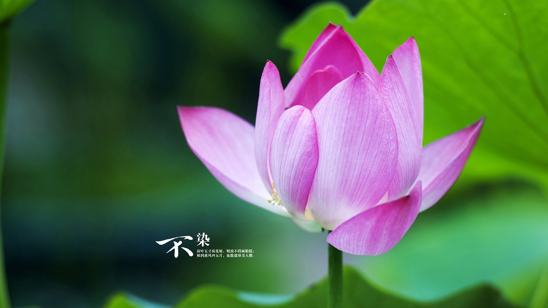 leyu乐鱼在线登录入口-张雨霏带领接力队伍刷新亚洲纪录，张雨霏临时参加接力