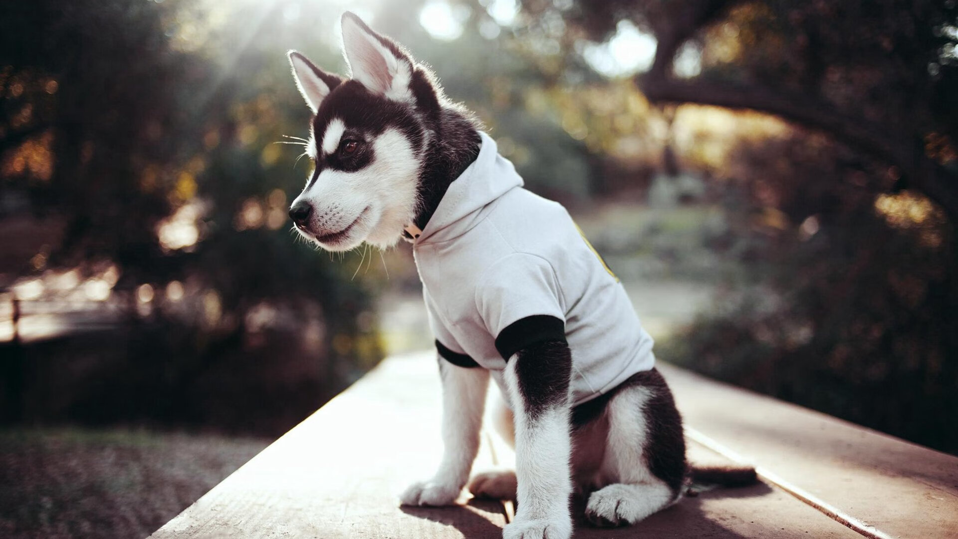 leyu乐鱼官网登录入口-美国队稳步提升成绩赢得认可，美国队怎么样